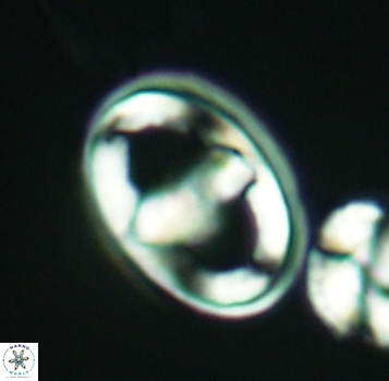 Gorkaea pomerolii 2773