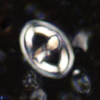 Gorkaea pomerolii 36766