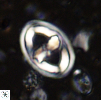 Gorkaea pomerolii 36766