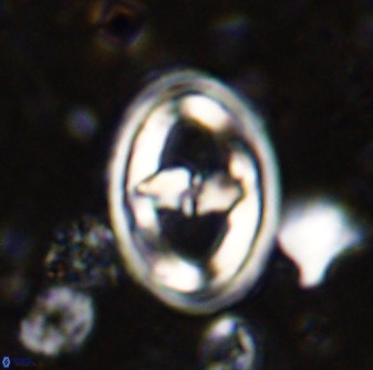 Gorkaea pomerolii 36769