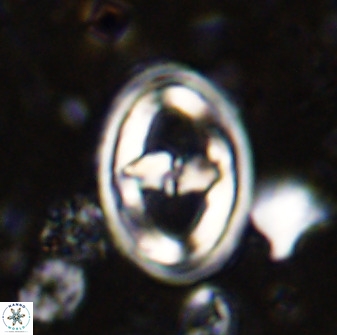 Gorkaea pomerolii 36769