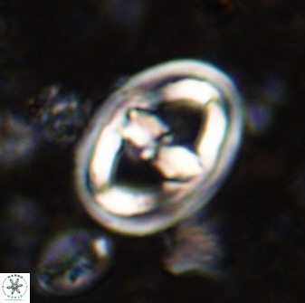 Gorkaea pomerolii 36770