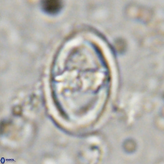 Gorkaea pomerolii 36772