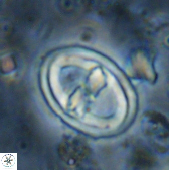 Gorkaea pomerolii 36775