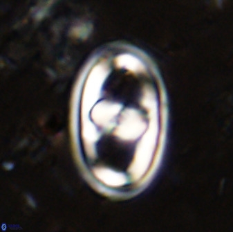 Gorkaea pomerolii 38980