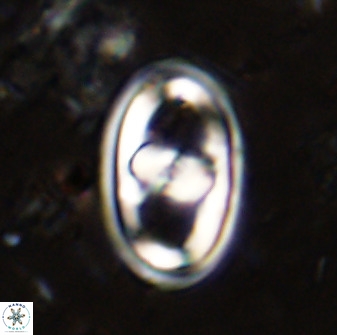 Gorkaea pomerolii 38980