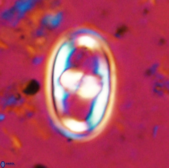 Gorkaea pomerolii 38981