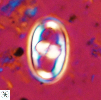Gorkaea pomerolii 38981