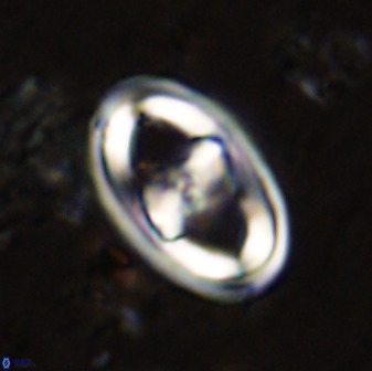 Gorkaea pomerolii 38982