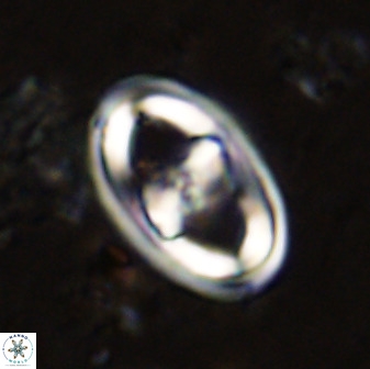 Gorkaea pomerolii 38982