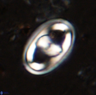 Gorkaea pomerolii 38984