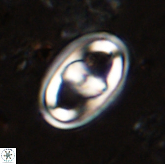 Gorkaea pomerolii 38984
