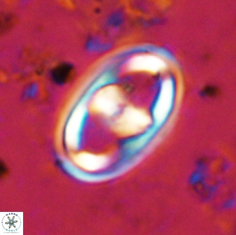 Gorkaea pomerolii 38985