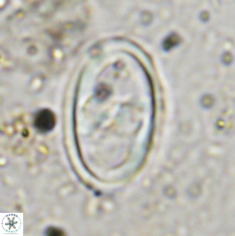 Gorkaea pomerolii 38986