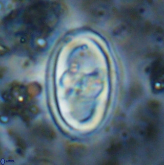 Gorkaea pomerolii 38987