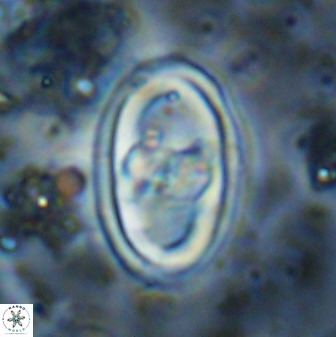 Gorkaea pomerolii 38987