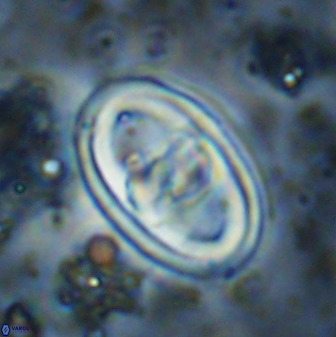 Gorkaea pomerolii 38988