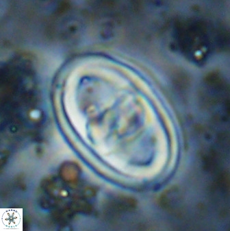 Gorkaea pomerolii 38988