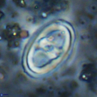 Gorkaea pomerolii 38989