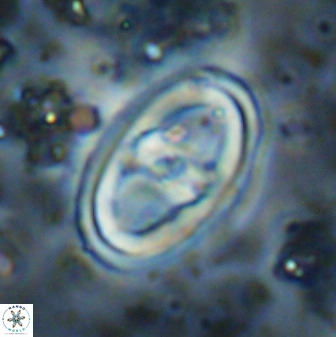 Gorkaea pomerolii 38989