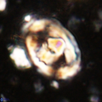 Gorkaea pomerolii VR 21553