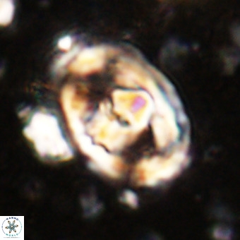 Gorkaea pomerolii VR 21553