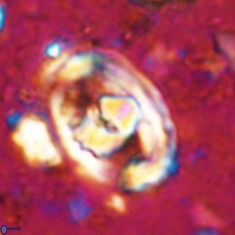 Gorkaea pomerolii VR 21554