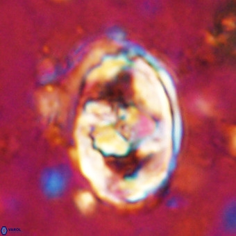 Gorkaea pomerolii VR 21555