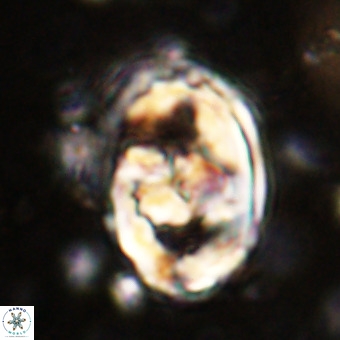 Gorkaea pomerolii VR 21556