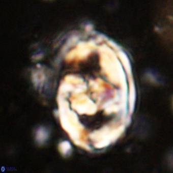 Gorkaea pomerolii VR 21557