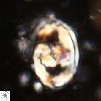 Gorkaea pomerolii VR 21557