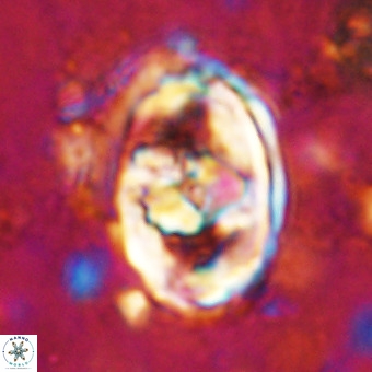 Gorkaea pomerolii VR 21558