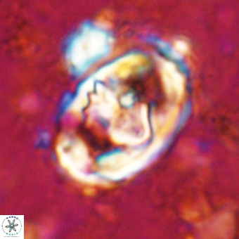 Gorkaea pomerolii VR 21559