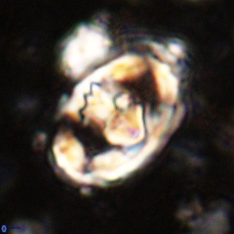 Gorkaea pomerolii VR 21560