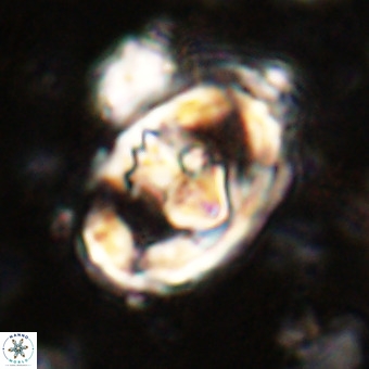 Gorkaea pomerolii VR 21560