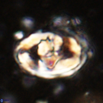 Gorkaea pomerolii VR 21561
