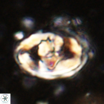 Gorkaea pomerolii VR 21561
