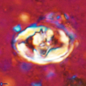 Gorkaea pomerolii VR 21562