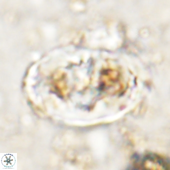 Gorkaea pomerolii VR 21563