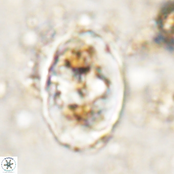 Gorkaea pomerolii VR 21566