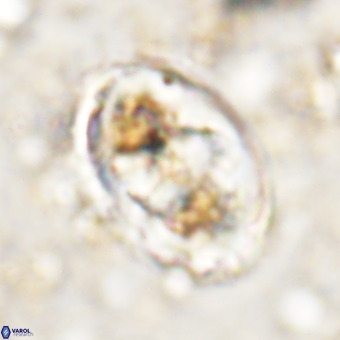 Gorkaea pomerolii VR 21567