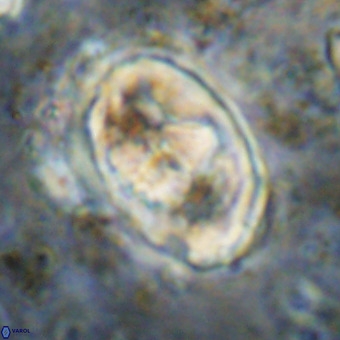 Gorkaea pomerolii VR 21568