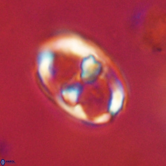 Gorkaea pomerolii VR 22640