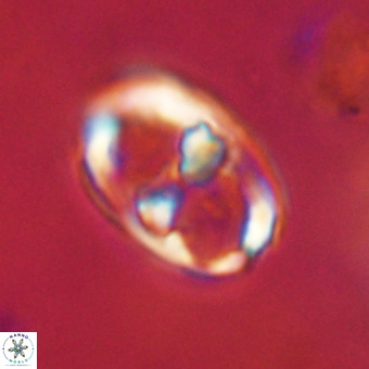 Gorkaea pomerolii VR 22640