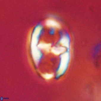 Gorkaea pomerolii VR 22642