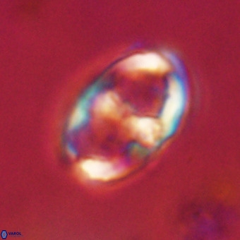 Gorkaea pomerolii VR 22643