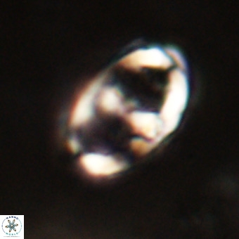 Gorkaea pomerolii VR 22644