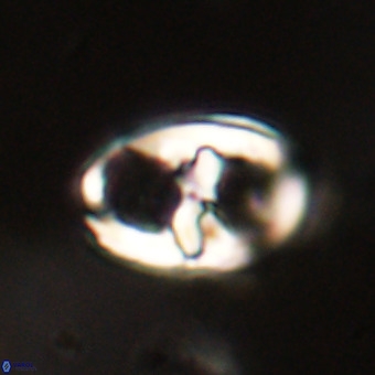 Gorkaea pomerolii VR 22645
