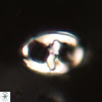 Gorkaea pomerolii VR 22645