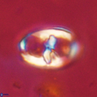 Gorkaea pomerolii VR 22646
